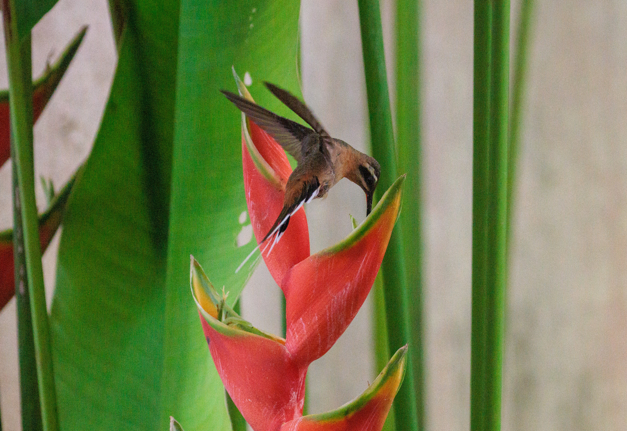 Planalto Hermit (Phaethornis pretrei), photo 5