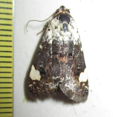 Acontia trychaenoides