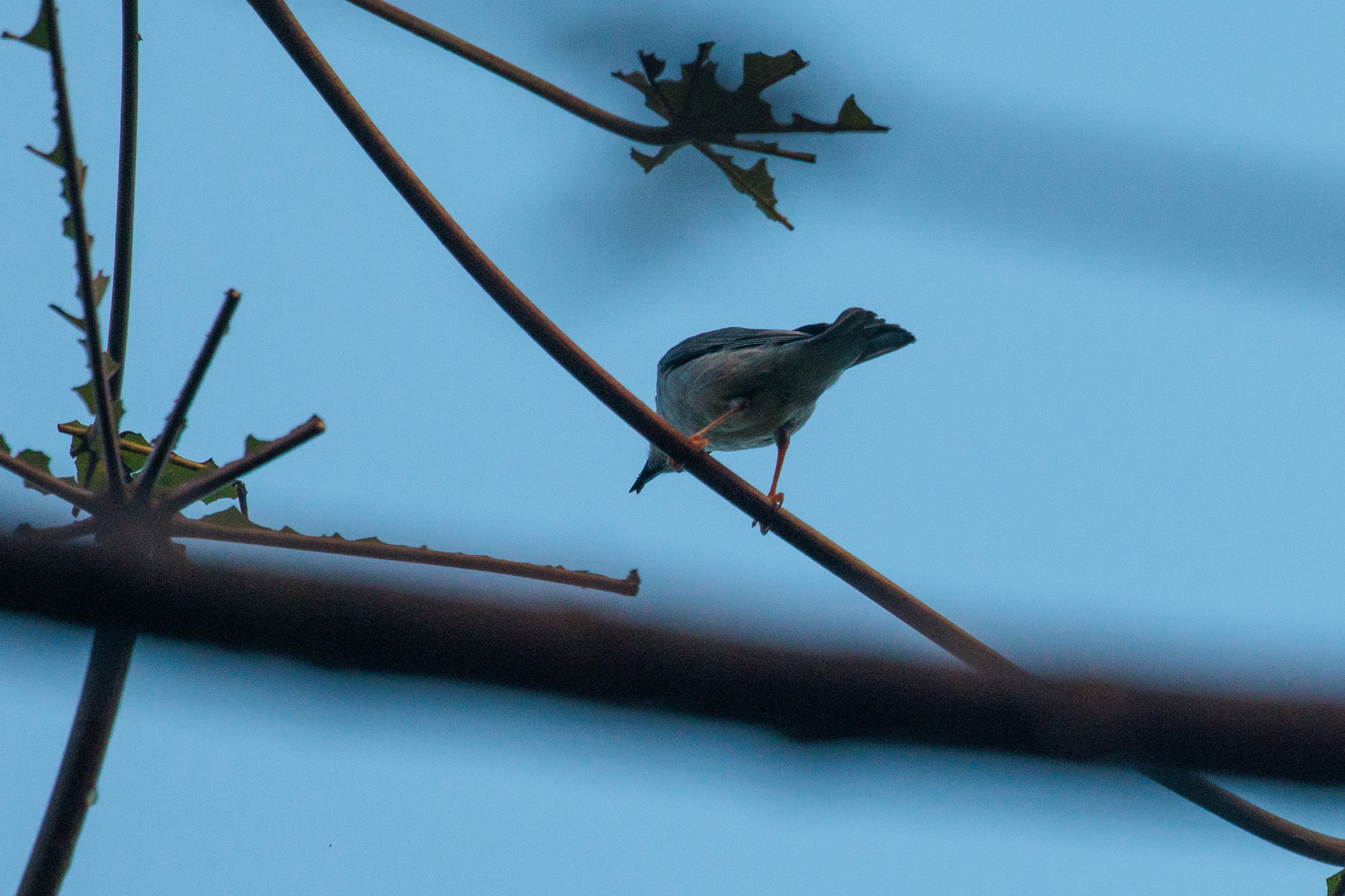 Hooded Tanager (Nemosia pileata), photo 4