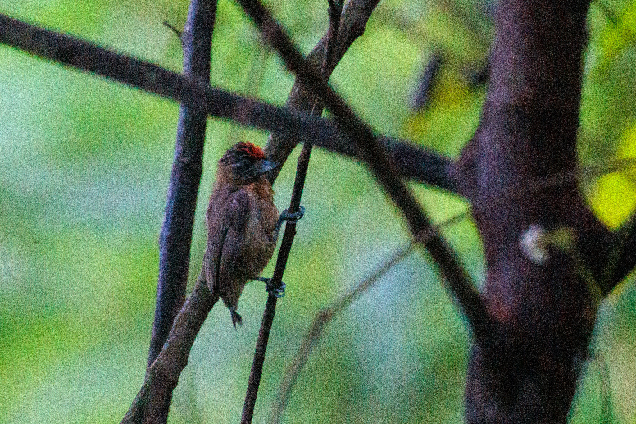 Ochraceous Piculet (Picumnus limae), photo 2
