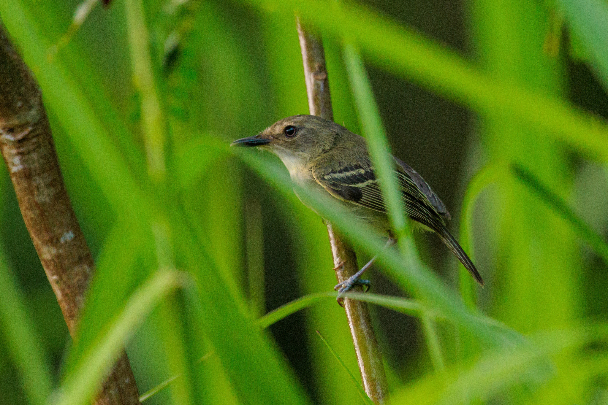 Smoky-fronted Tody-Flycatcher (Poecilotriccus fumifrons), photo 2