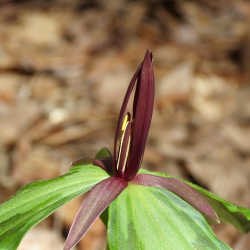 Sabine River wakerobin (Trillium gracile)