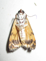 Acontia trychaenoides