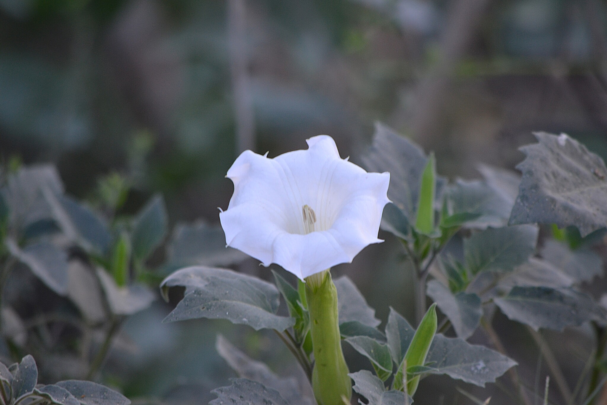 Downy Thorn-Apple (Datura innoxia)