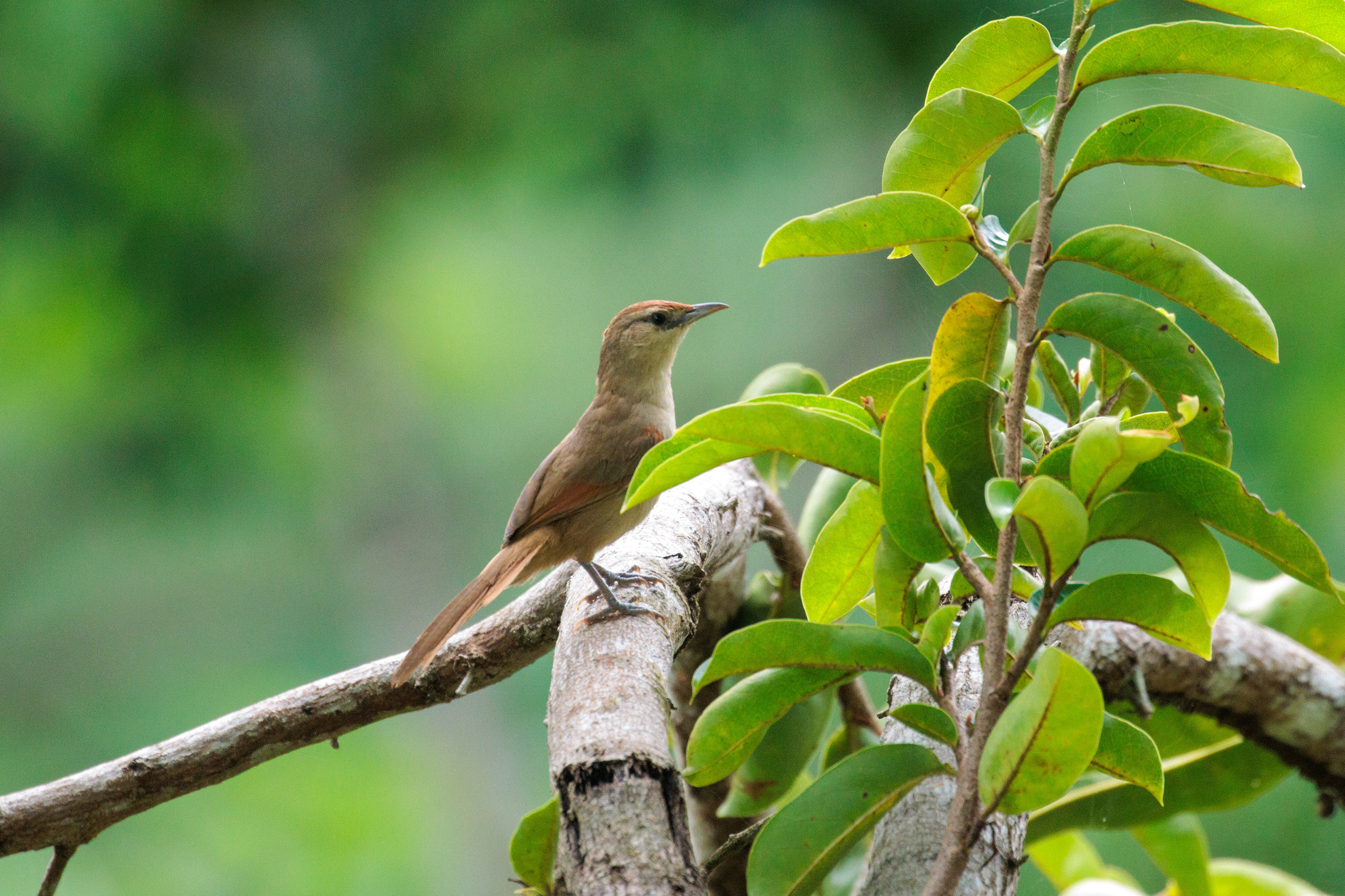 Rufous-fronted Thornbird (Phacellodomus rufifrons), photo 8