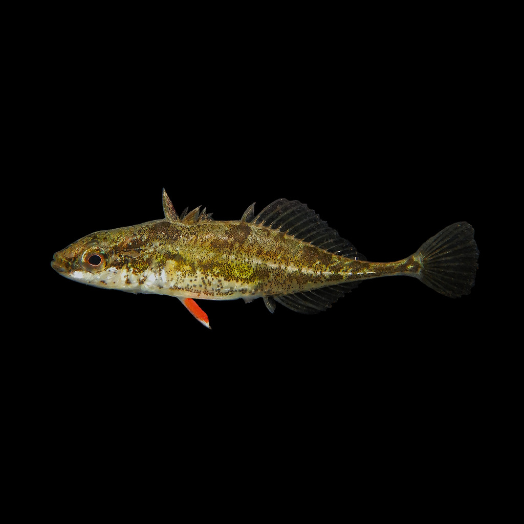 Fourspine Stickleback