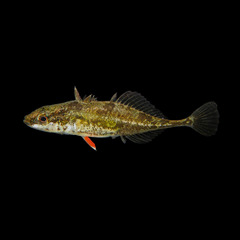 Fourspine Stickleback photo 1