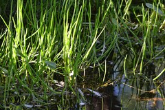 Lilaeopsis schaffneriana