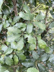 Lithocarpus konishii