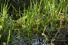 Lilaeopsis schaffneriana, photograph (c) Mauricio Calderón, some rights reserved (CC BY)