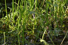 Lilaeopsis schaffneriana, photograph (c) Mauricio Calderón, some rights reserved (CC BY)