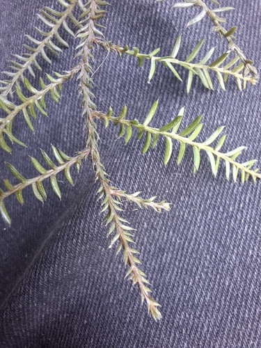 kahikatea (Dacrycarpus dacrydioides)