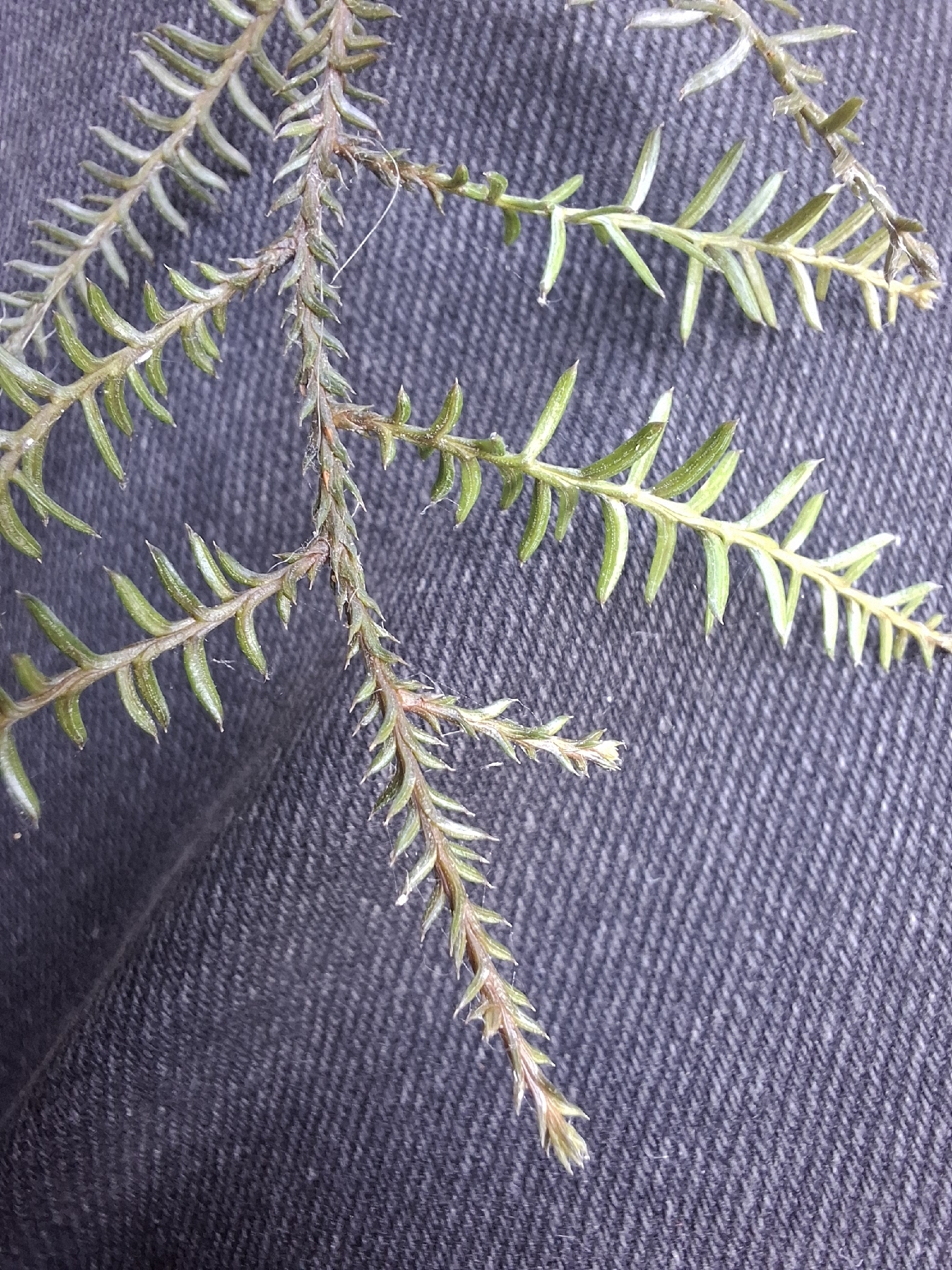 New Zealand Dacryberry (Dacrycarpus dacrydioides)