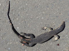 Varanus salvator celebensis