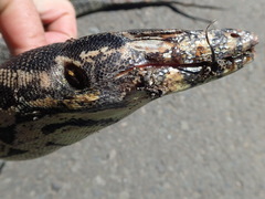 Varanus salvator celebensis