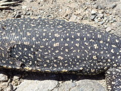 Varanus salvator celebensis