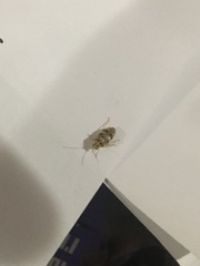 Tropidosteptes quercicola
