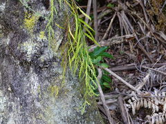 Asplenium flaccidum flaccidum