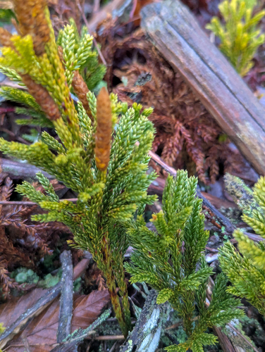Hickey's tree-clubmoss (Dendrolycopodium hickeyi)