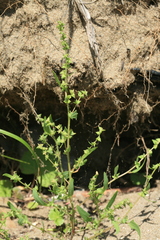 Atriplex gmelinii
