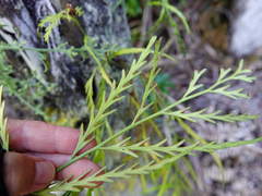 Asplenium flaccidum flaccidum