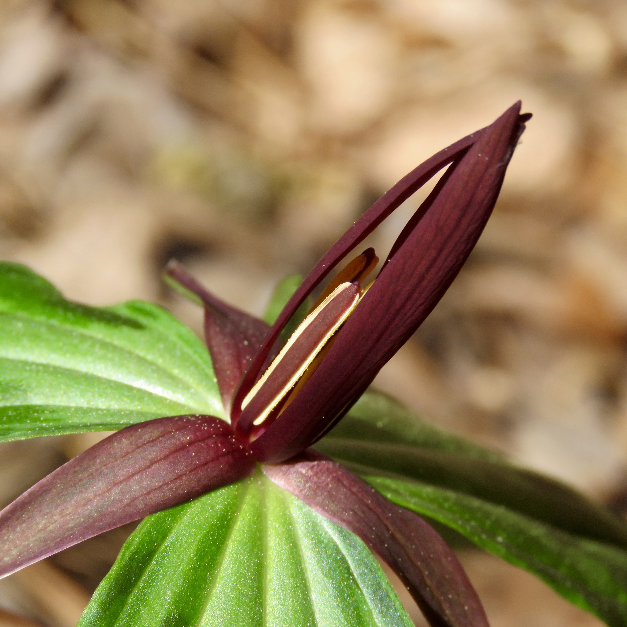 Trillium gracile