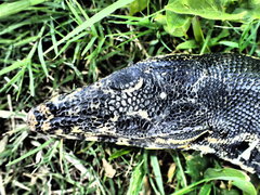 Varanus salvator celebensis