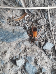 Priocnemis conformis