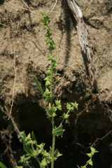 Atriplex gmelinii