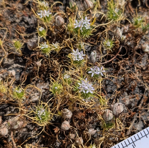 Moran's nosegay (Navarretia fossalis)