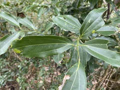 Cinnamomum yabunikkei