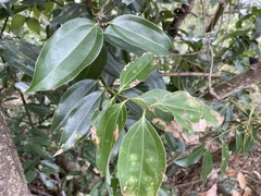 Cinnamomum burmanni