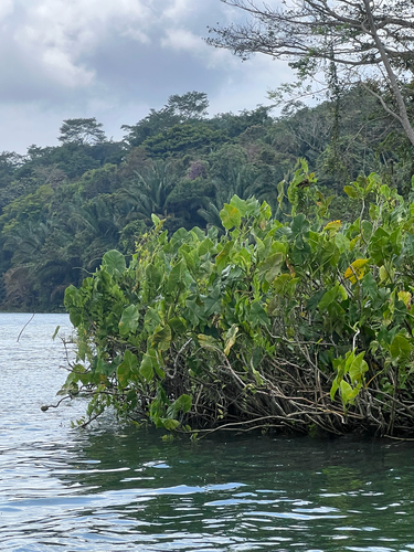 yautia madera (Montrichardia arborescens)