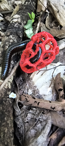 Clathrus cristatus