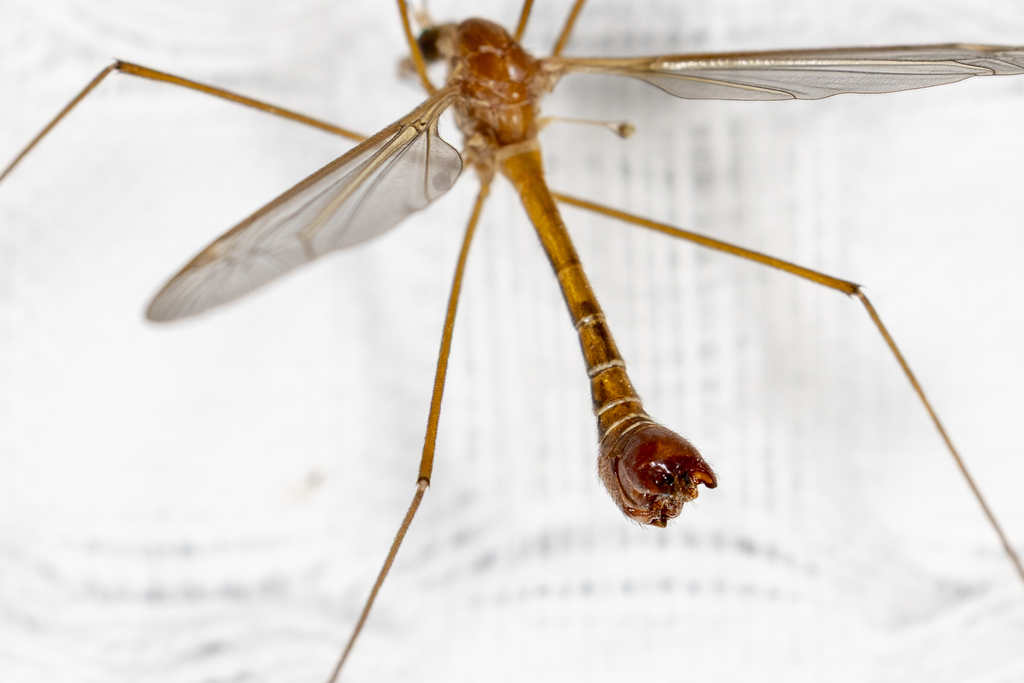 Tipula mesotergata