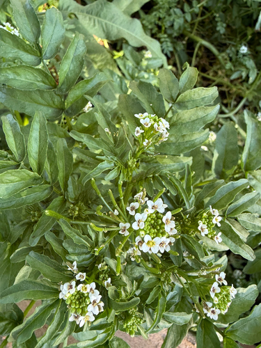 watercress (Nasturtium officinale)