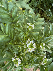Le Cresson De Fontaine (Nasturtium officinale)