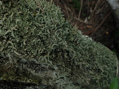 Cladonia imbricata