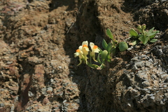 Linaria japonica