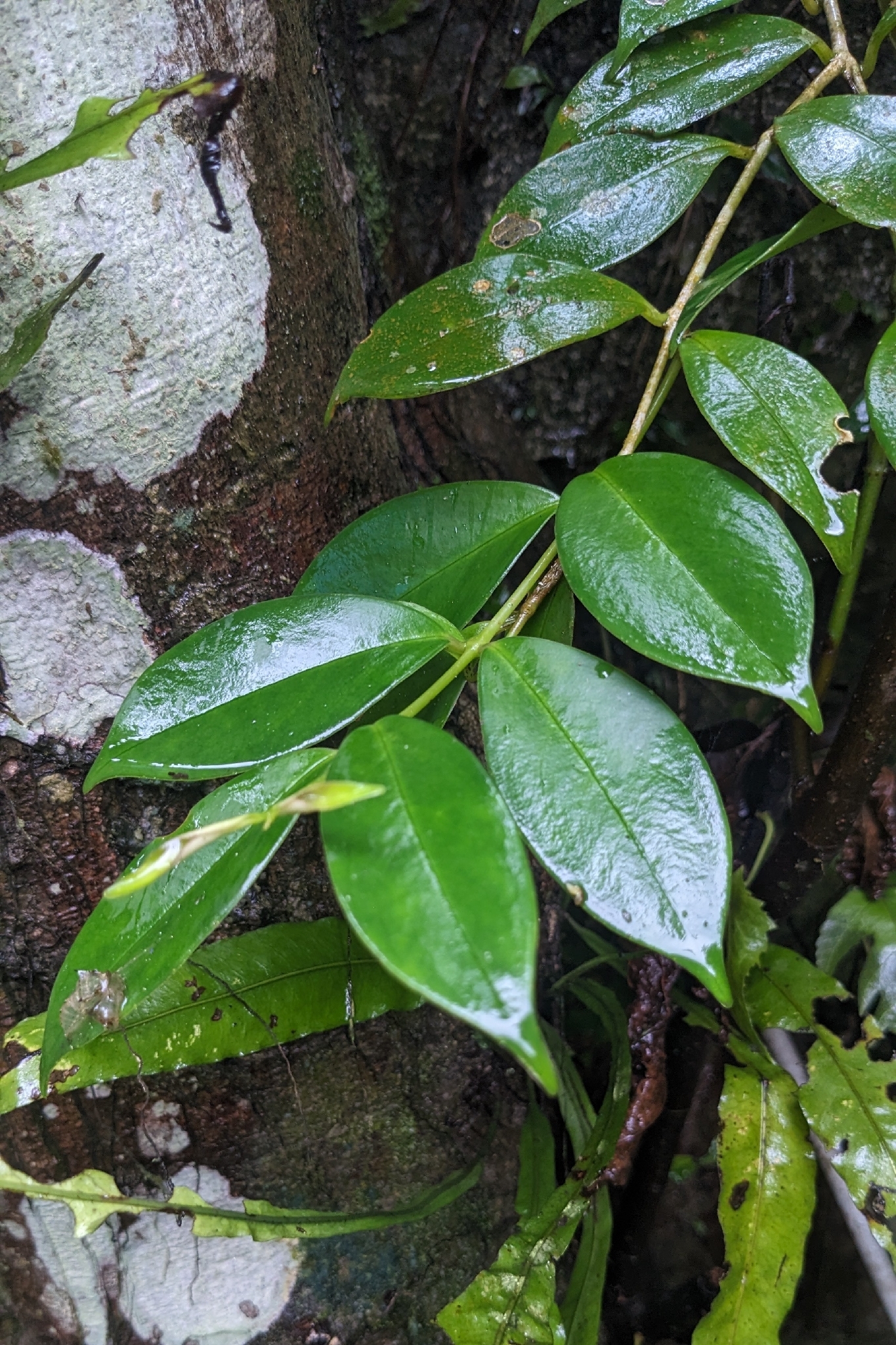 Aeschynanthus acuminatus
