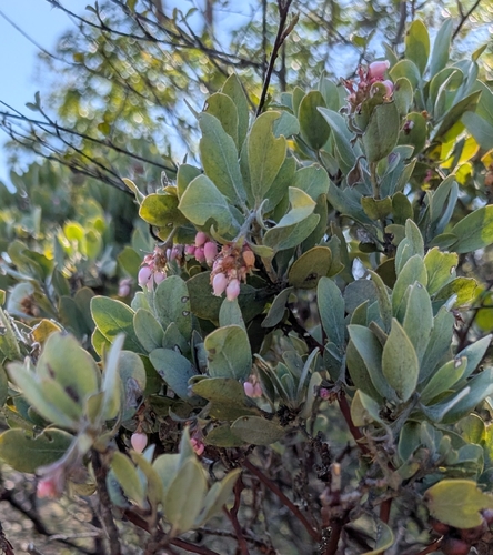 hairy manzanita (Arctostaphylos columbiana)