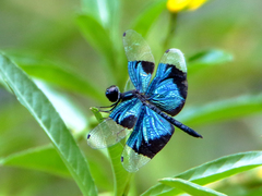 Rhyothemis resplendens
