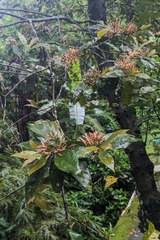 (c) 許文俊, some rights reserved (CC BY-SA) Aidia cochinchinensis, photograph (c) 許文俊, some rights reserved (CC BY-SA)
