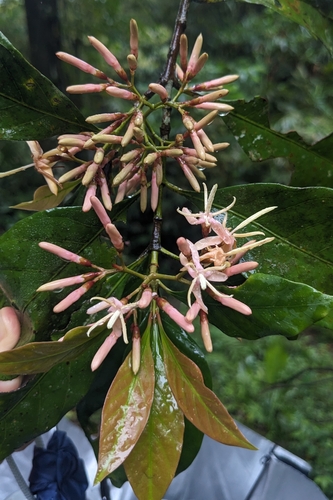 Aidia cochinchinensis, photograph 5