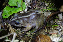 Eupsophus emiliopugini