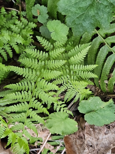 Lady Fern (Athyrium filix-femina)