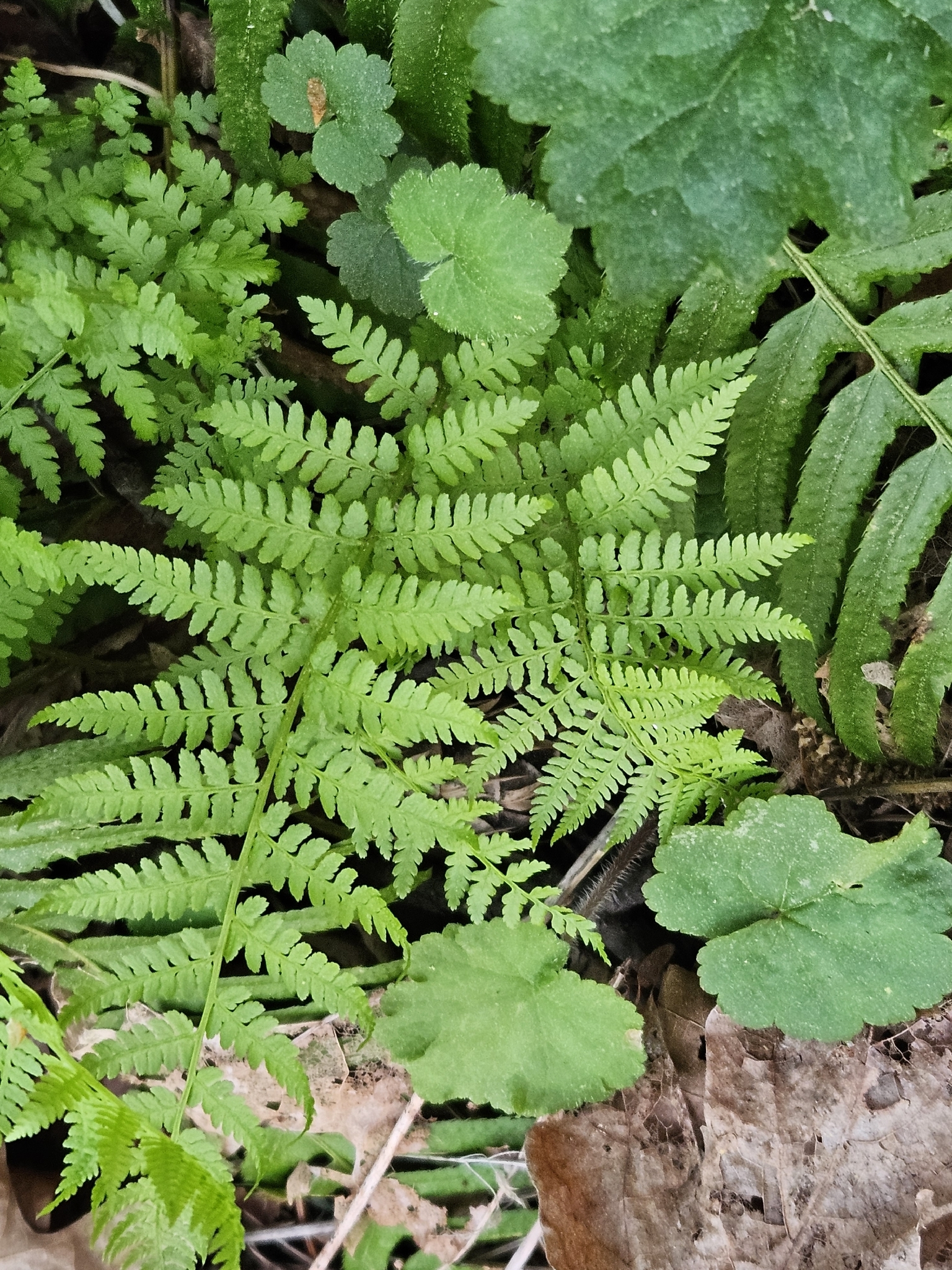 Lady Fern (Athyrium filix-femina)
