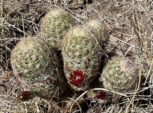 Texas Hedgehog Cactus (Echinocereus chloranthus)
