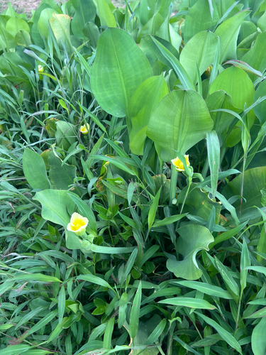 Yellow Velvetleaf (Limnocharis flava)