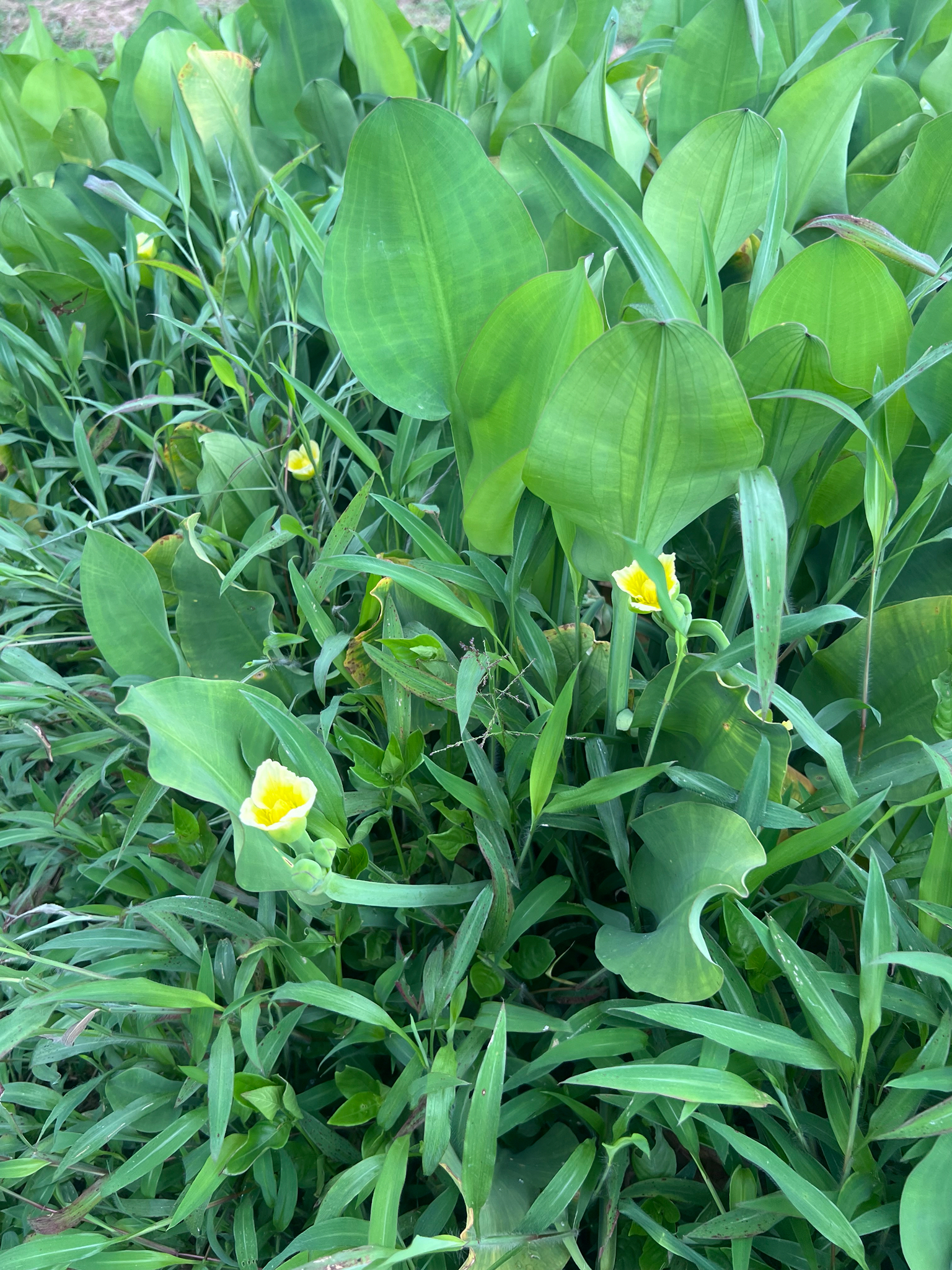 Yellow Velvetleaf (Limnocharis flava)